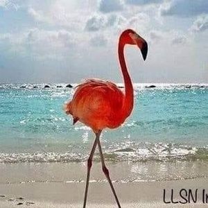 Meet your Posher, Carolyn